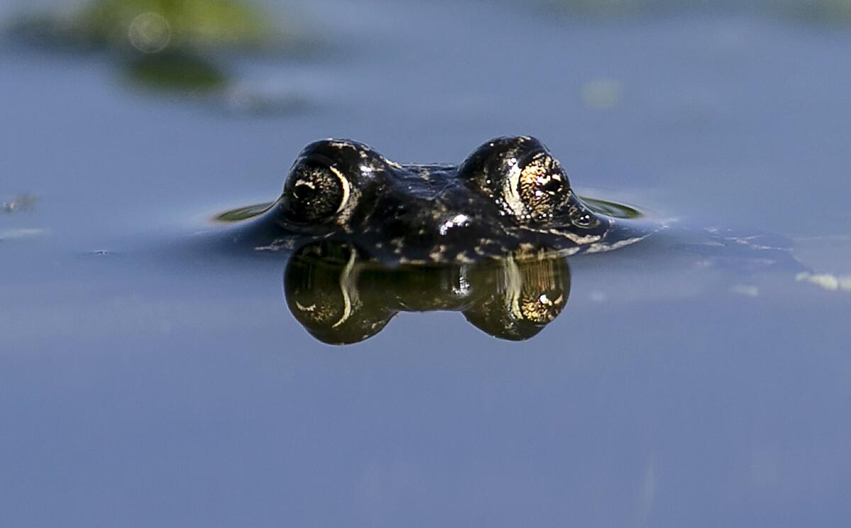 The eyes of a black toad appear above the water's surface