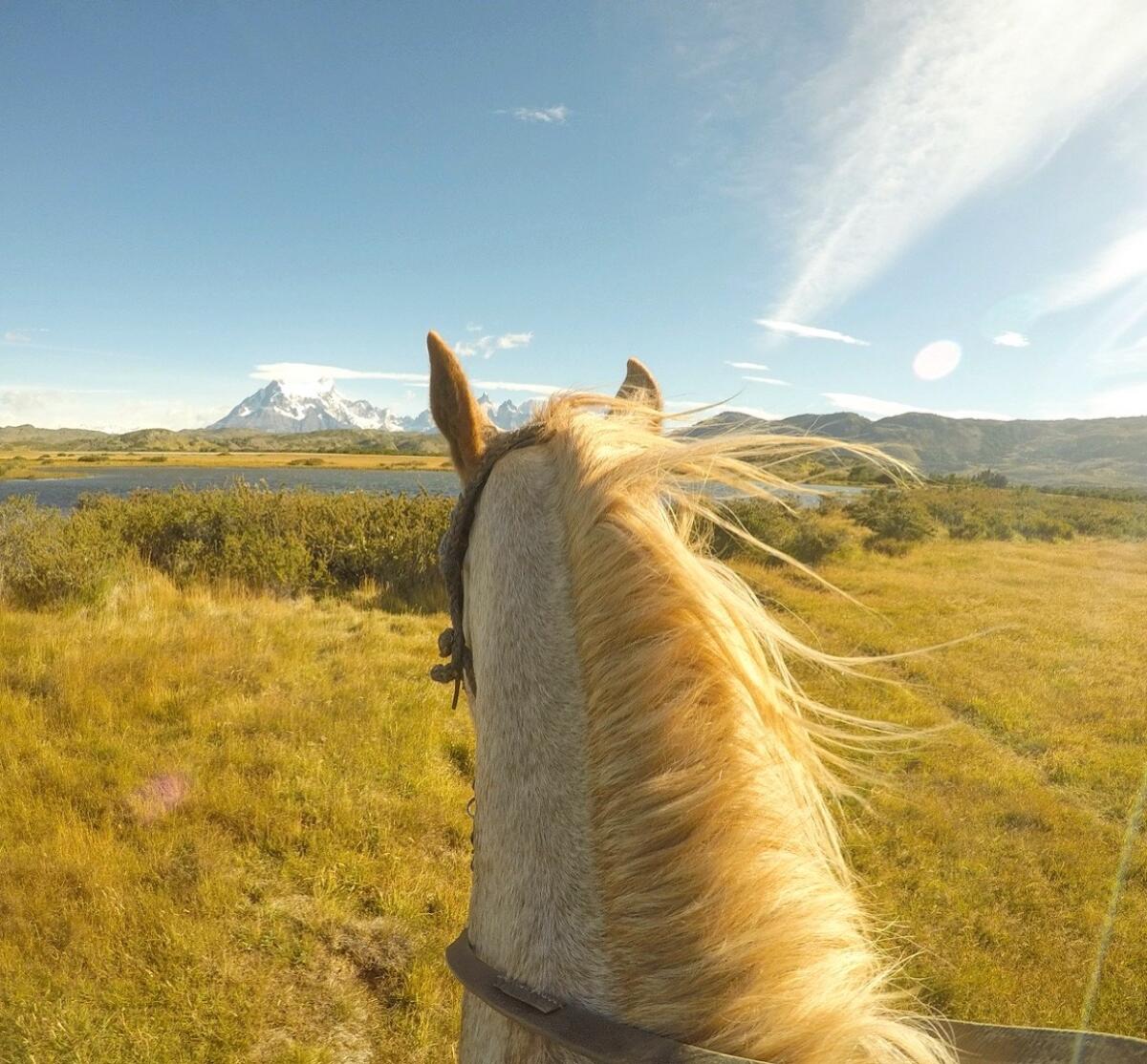 A horse looks across a field at a snow-capped mountain.