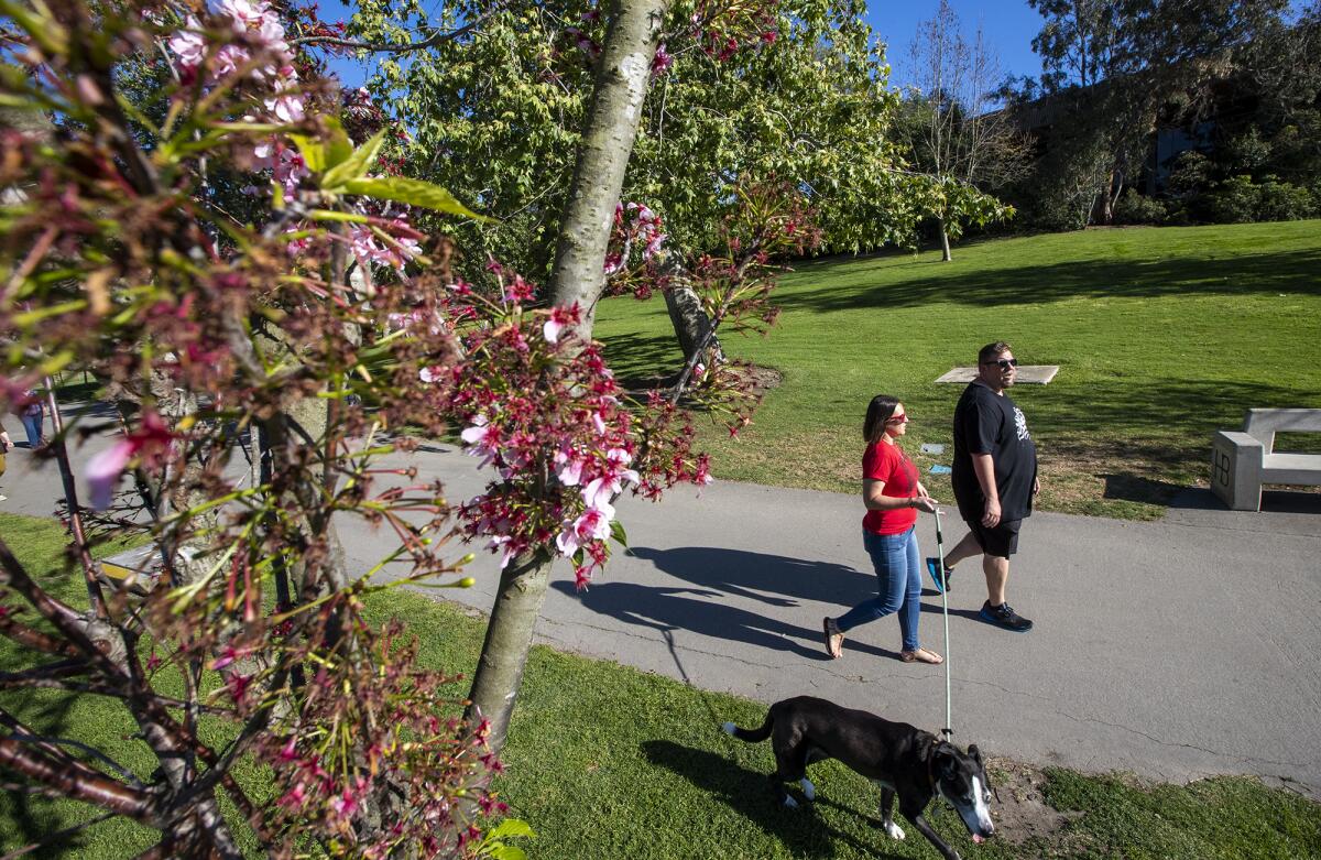 A couple walks their dog along a path near a blooming cherry tree in Huntington Beach Central Park in 2022. 