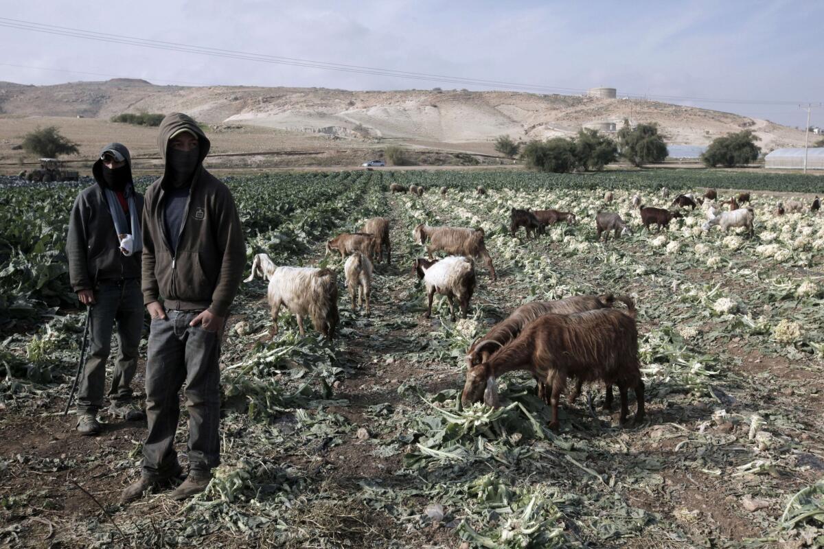 Goats graze in the eastern foothills of the Jordan Valley, where a Palestinian Cabinet meeting was held Tuesday.