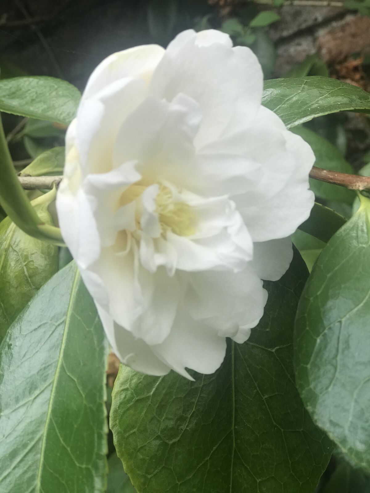 In addition to using the leaves for tea, the Camellia sinensis plant has beautiful white flowers.