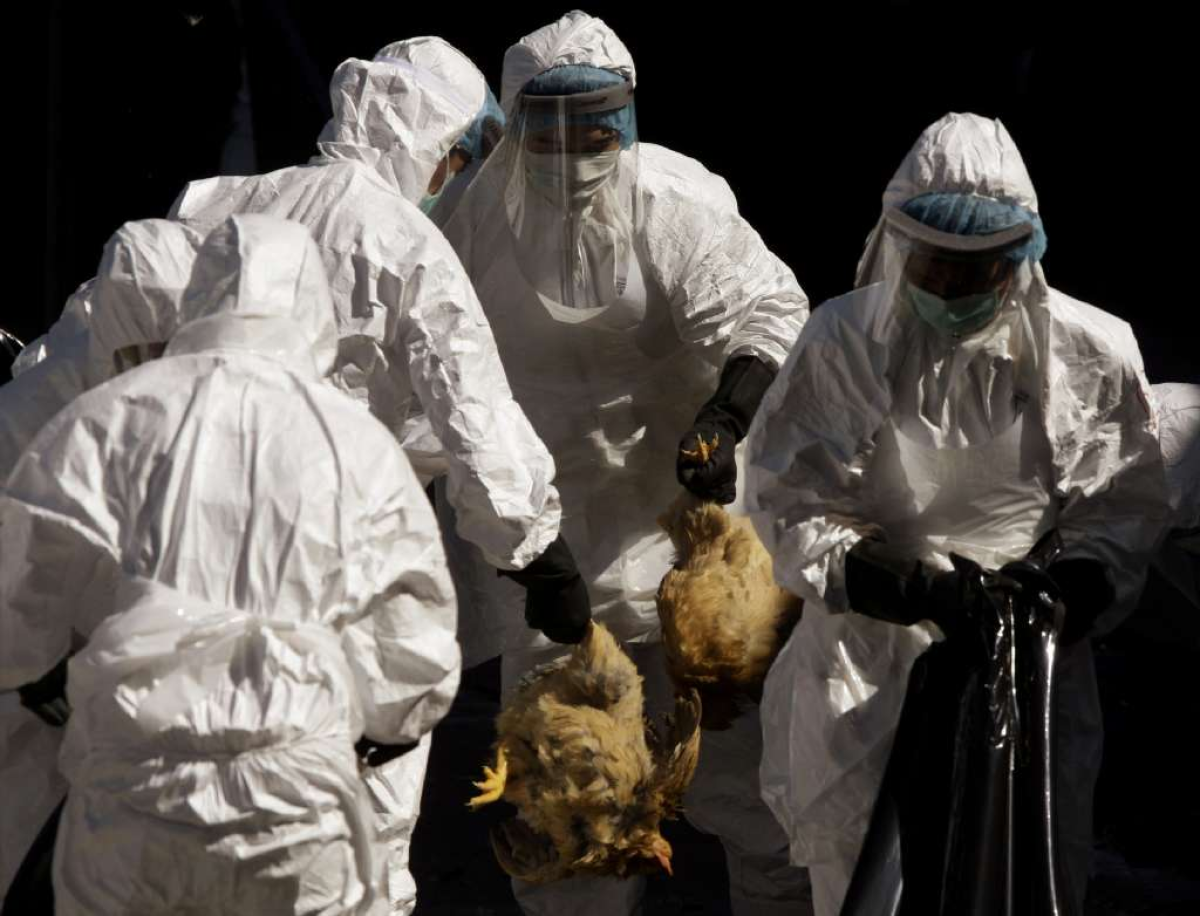 bird flu virus h5n1