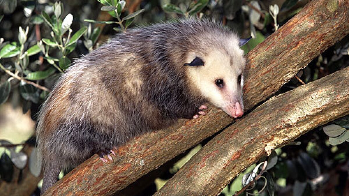 Opossums: your garden's evening clean-up crew - Los Angeles Times