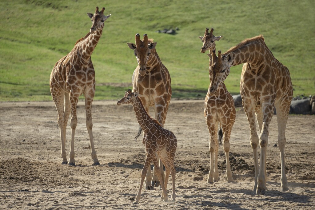 san diego zoo safari