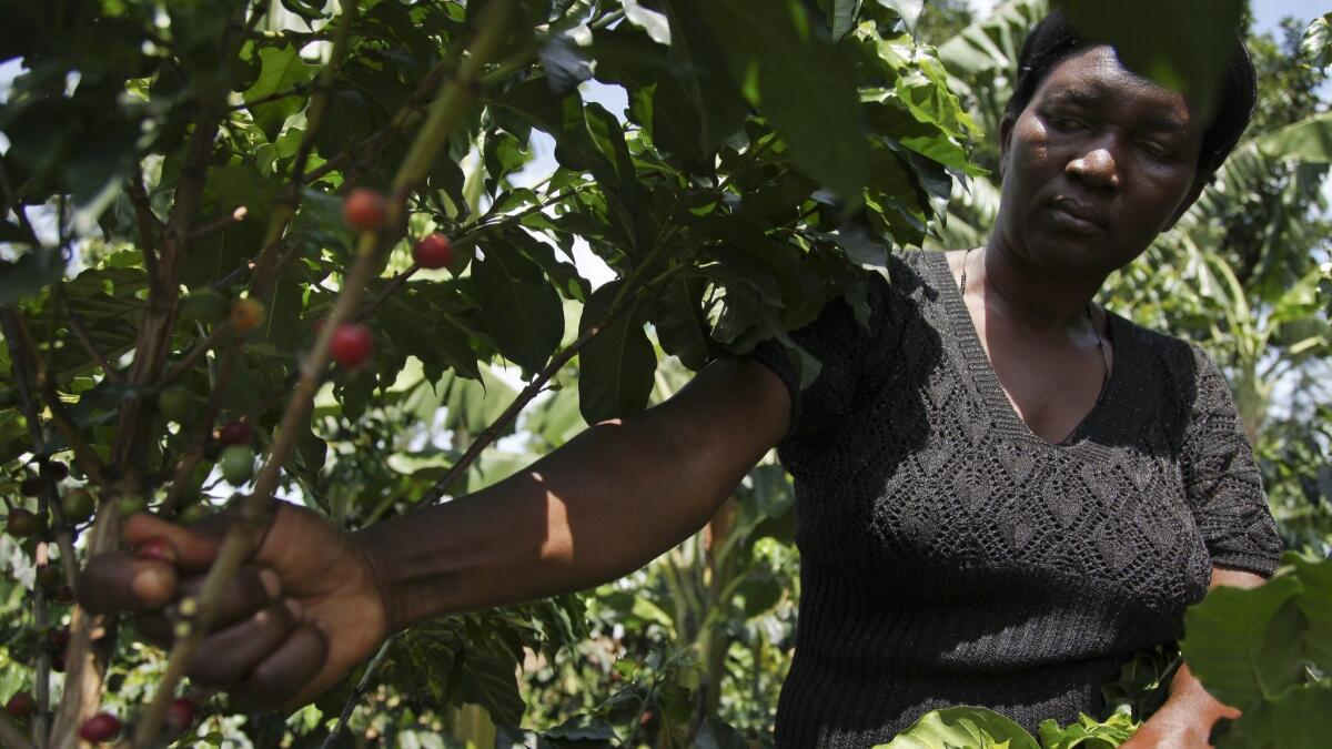 Alice Sanyu, a production advisor with the local government, inspects coffee beans in Kasese, in the foothills of the Rwenzori Mountains near the border with Congo, in western Uganda.