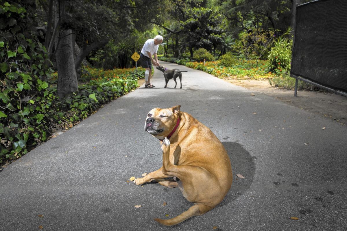 Ralph, owned by Steve Markoff, at rear, was struck on the snout by an L.A. Department of Water and Power worker who had entered Markoff's Pacific Palisades property, which had "No Trespassing" signs.