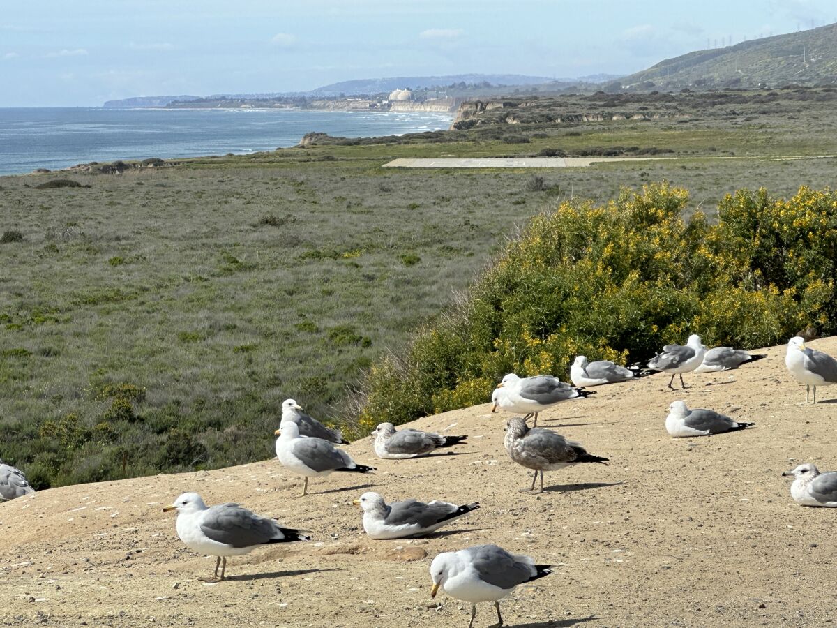 Is this the year California OKs speed cameras? Los Angeles Times