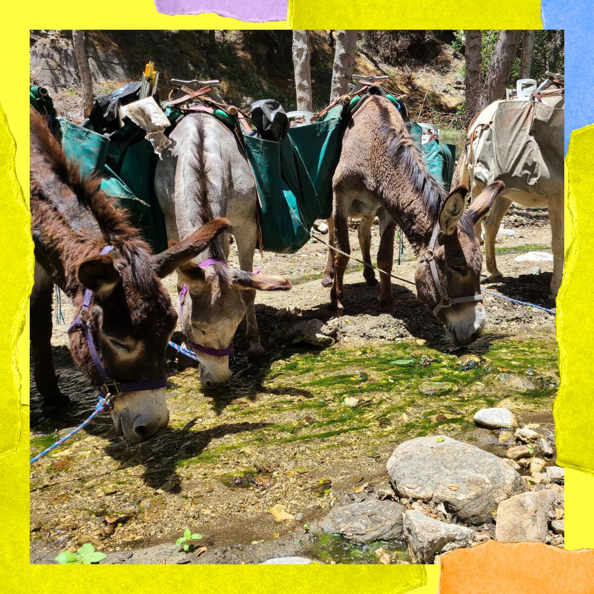 Burros carrying gear on their backs at a stream.