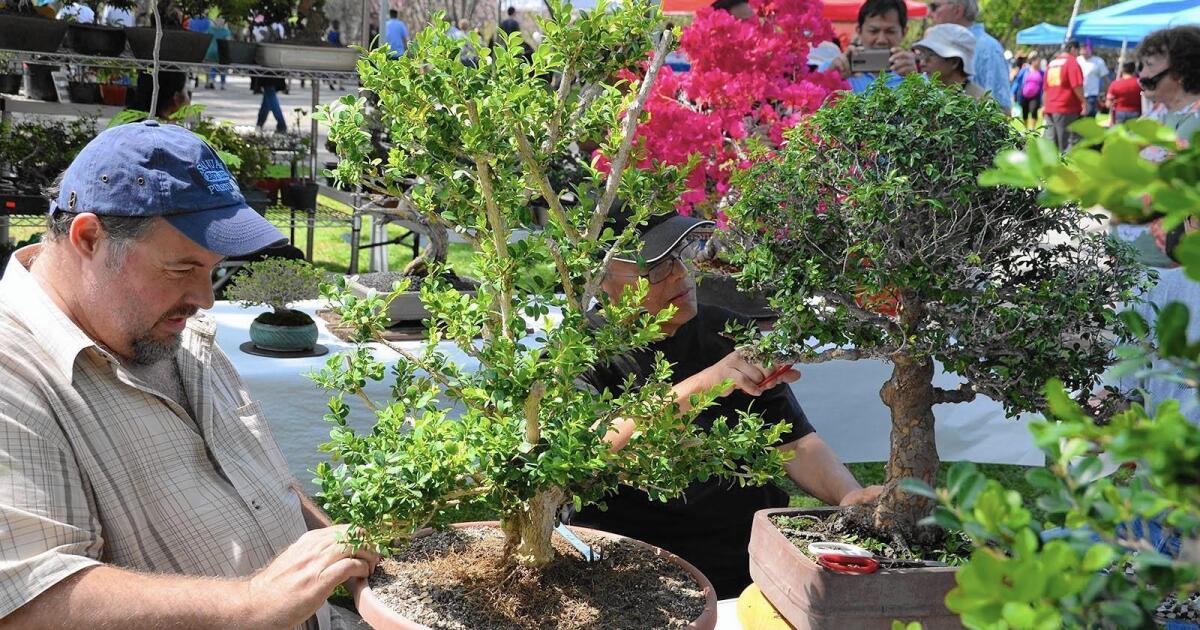 Cherry Blossom Festival blooms Sunday in Huntington Beach Los Angeles