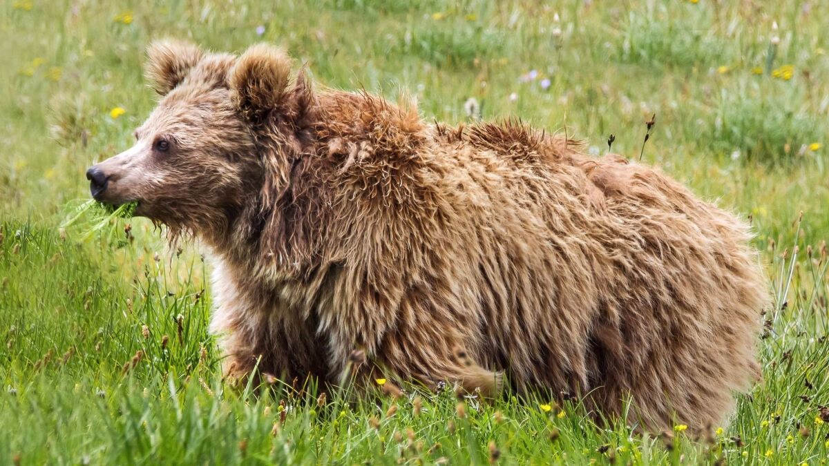 This Himalayan brown bear is a living relative of the mysterious yetis, a new DNA analysis shows.