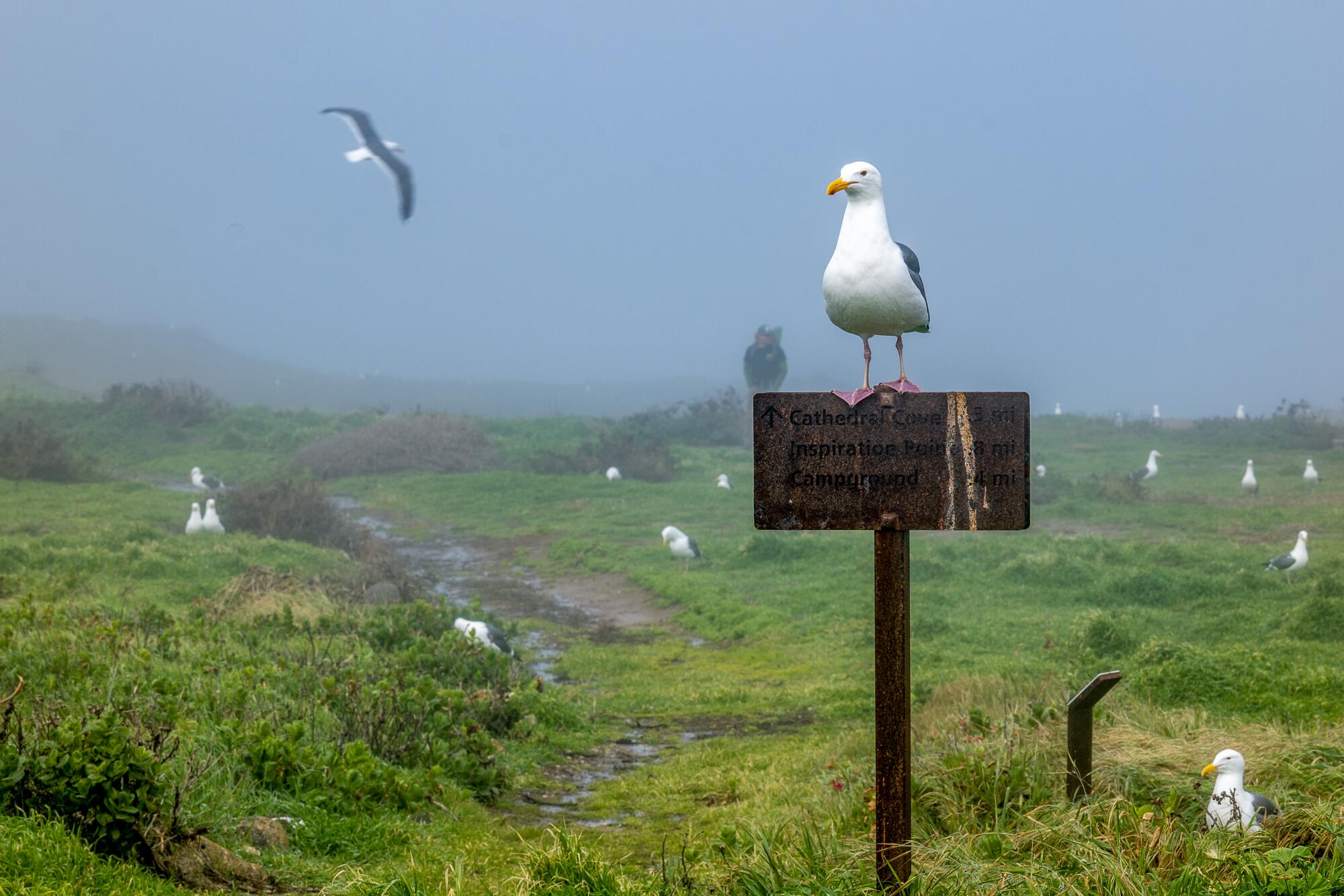 A Western Gull perches atop a trail marker at Anacapa Island.