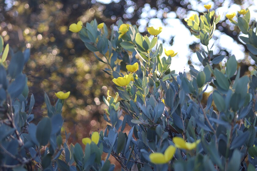 Yellow flowers on a Channel Islands tree poppy
