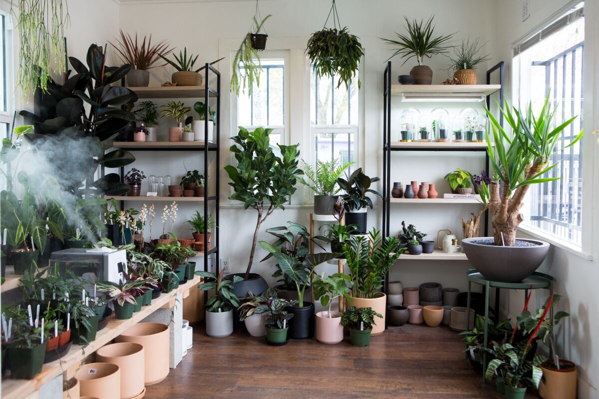Tropical plants sit on display in a light-filled room