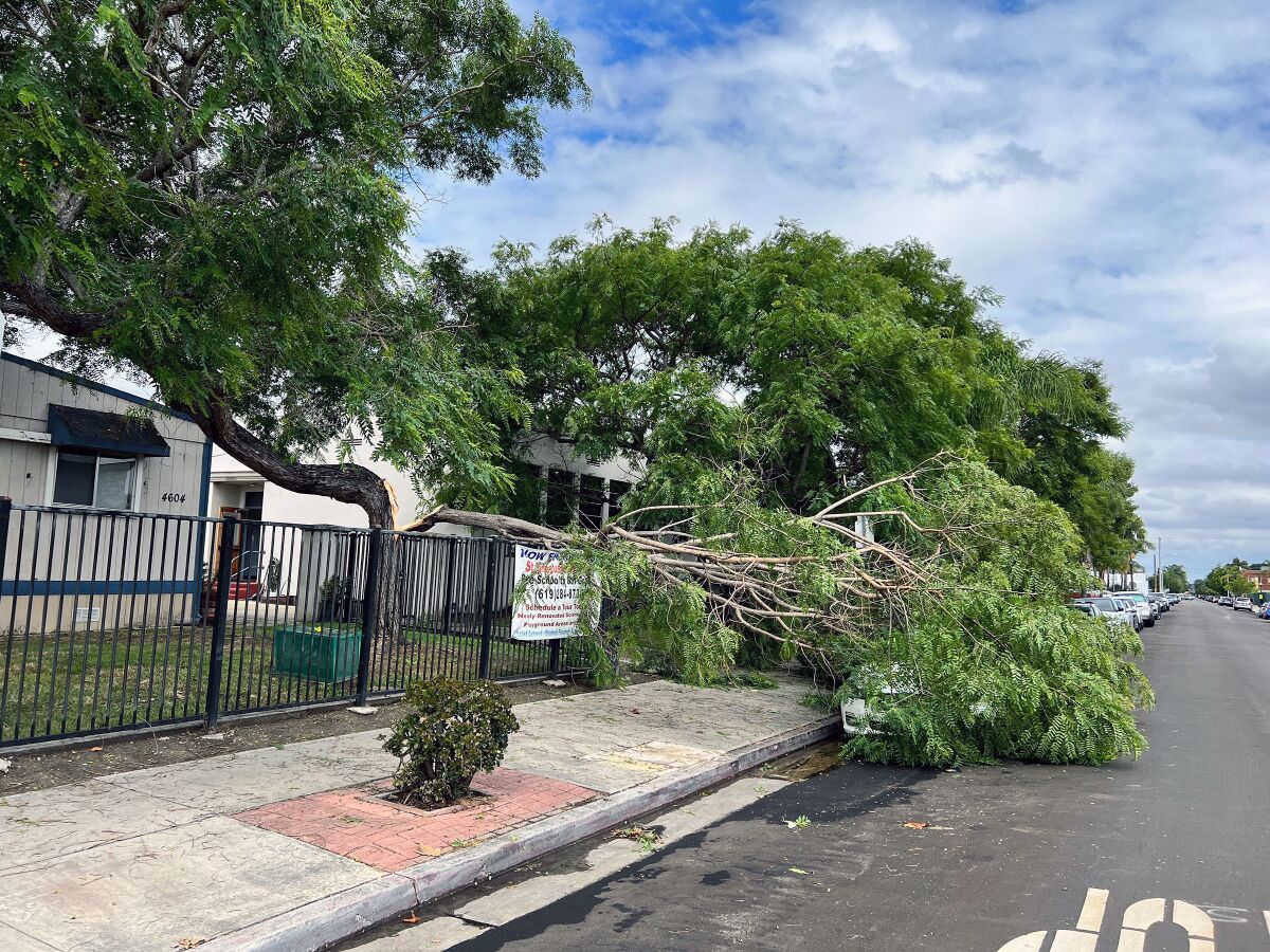 Un arbre endommagé par la tempête tropicale Hilary se trouve sur le trottoir 