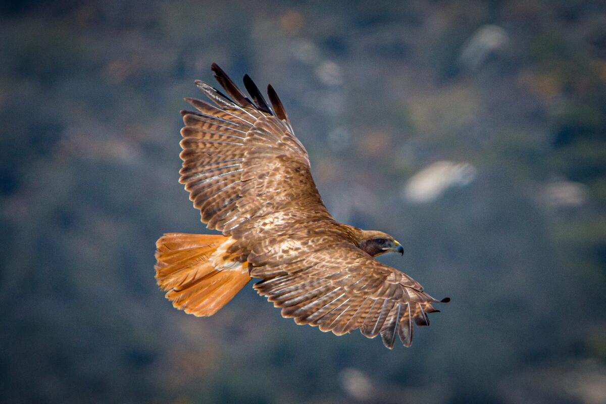 A red-tailed hawk in flight.