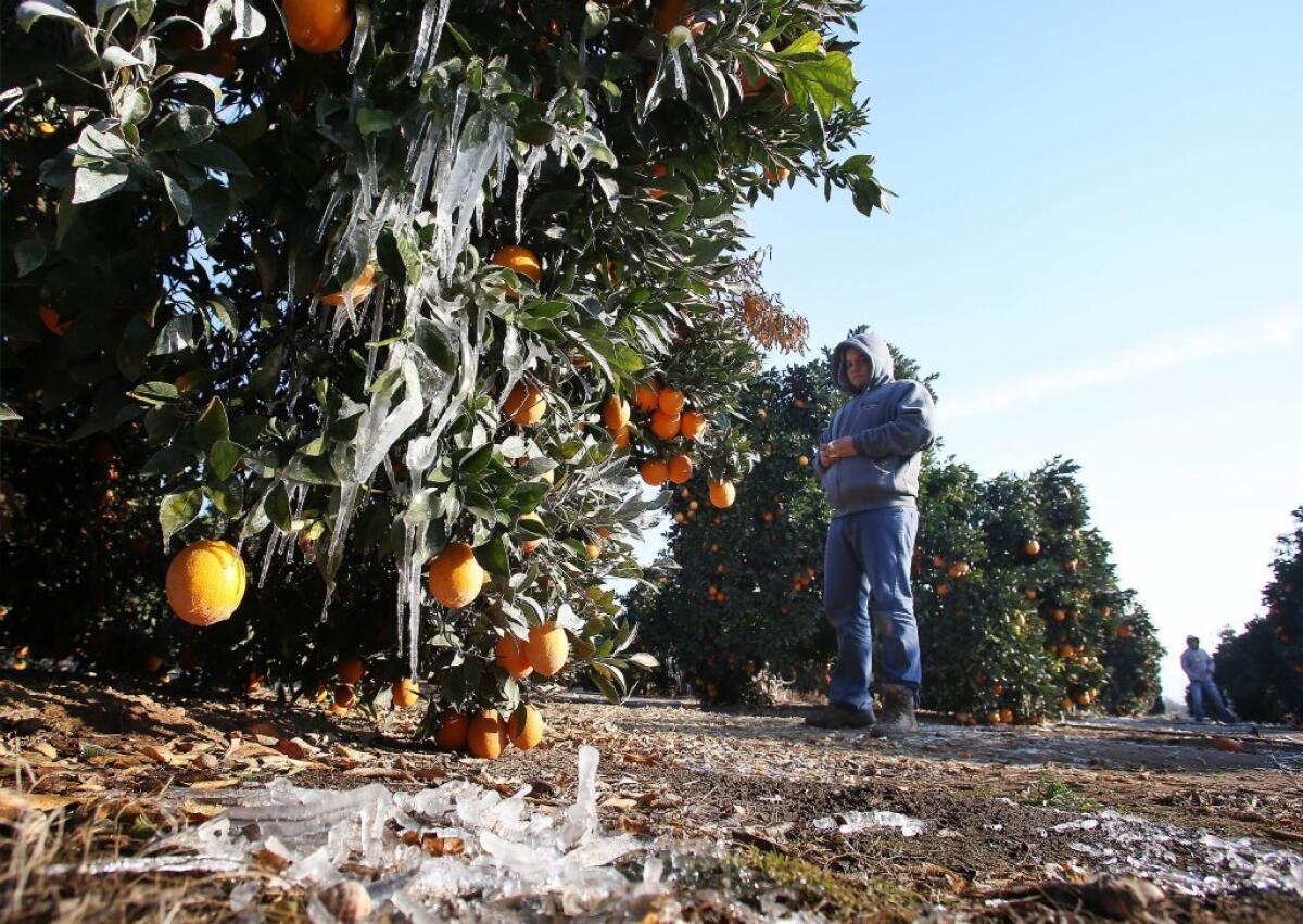 Growers in California's $2-billion citrus industry have been combating the recent freeze by wetting soil and using wind machines to circulate warmer air from the ground.