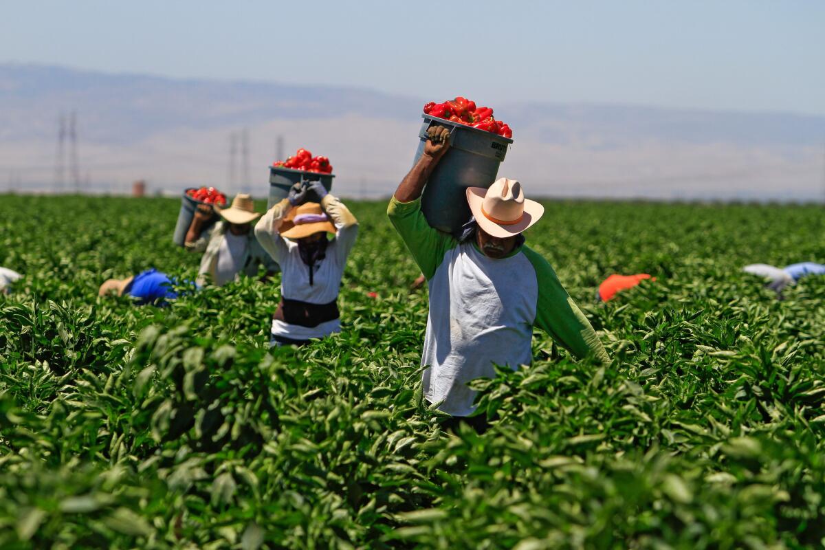 Farmworkers pick peppers near Bakersfield, California