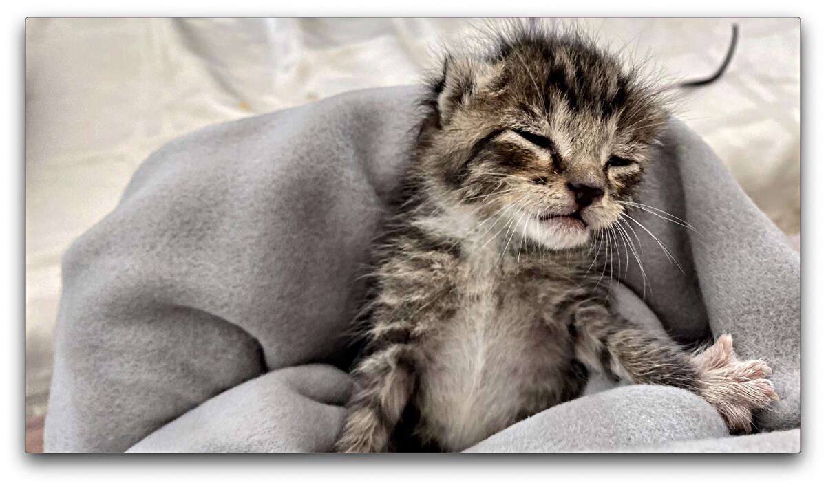 A tiny kitten nestled in a blanket