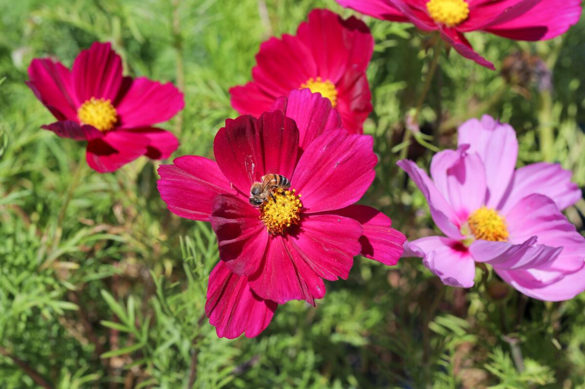 At Walter Andersen Nursery a bee pollinates a Cosmos Bipinnatus flower.