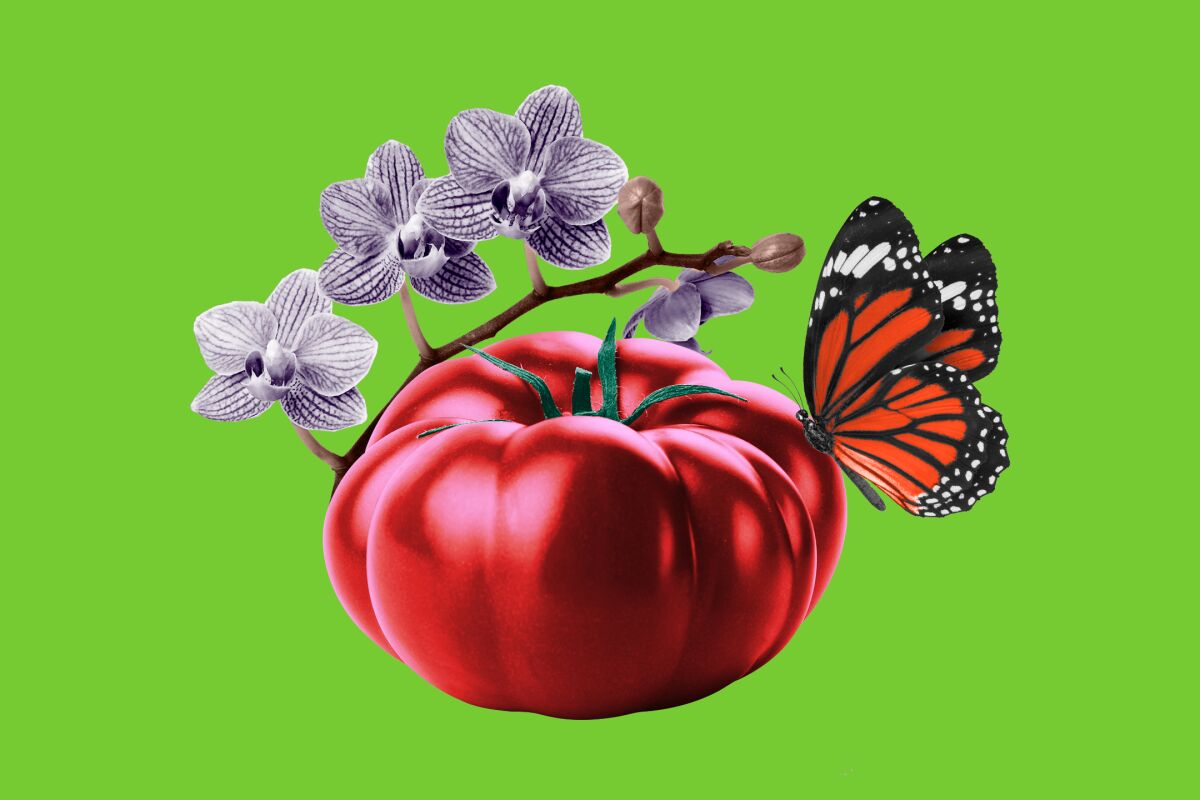 An illustration of a tomato, an orchid and a Monarch butterfly.