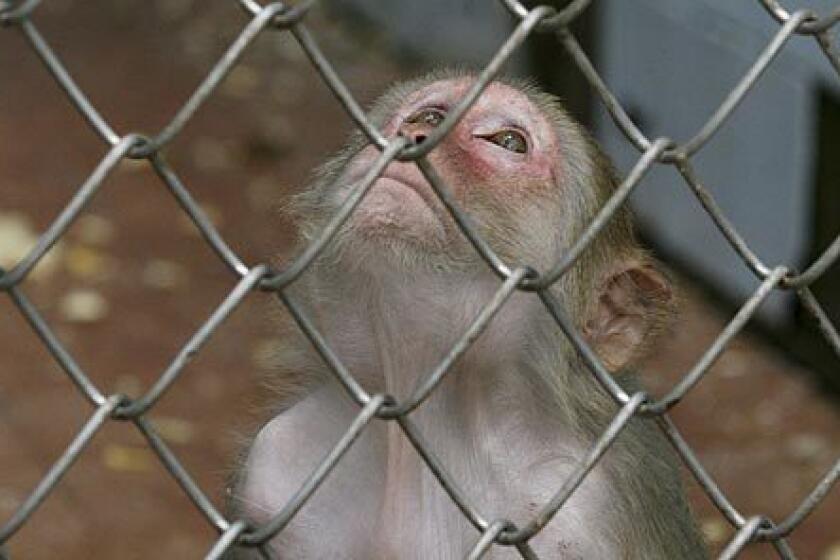 A monkey looks through its cage at the sanctuary in Sukhumi. Like the theoretically meaningless license plates, flags and passports churned out by the Abkhazian government, the monkeys stand as thin evidence that the breakaway Georgian republic is a real country.