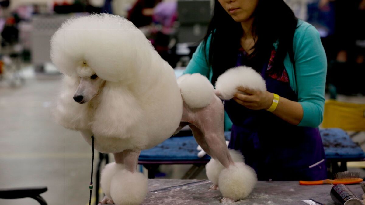 A miniature poodle named Brando being groomed by Teruko Miller, 37, of Thousand Oaks at the Beverly Hills Dog Show presented by Purina at the Pomona Fairplex.