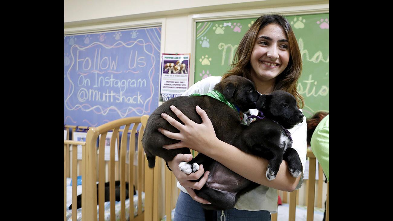 Photo Gallery: Muttshack Animal Rescue and Petco Burbank hold puppy adoption event