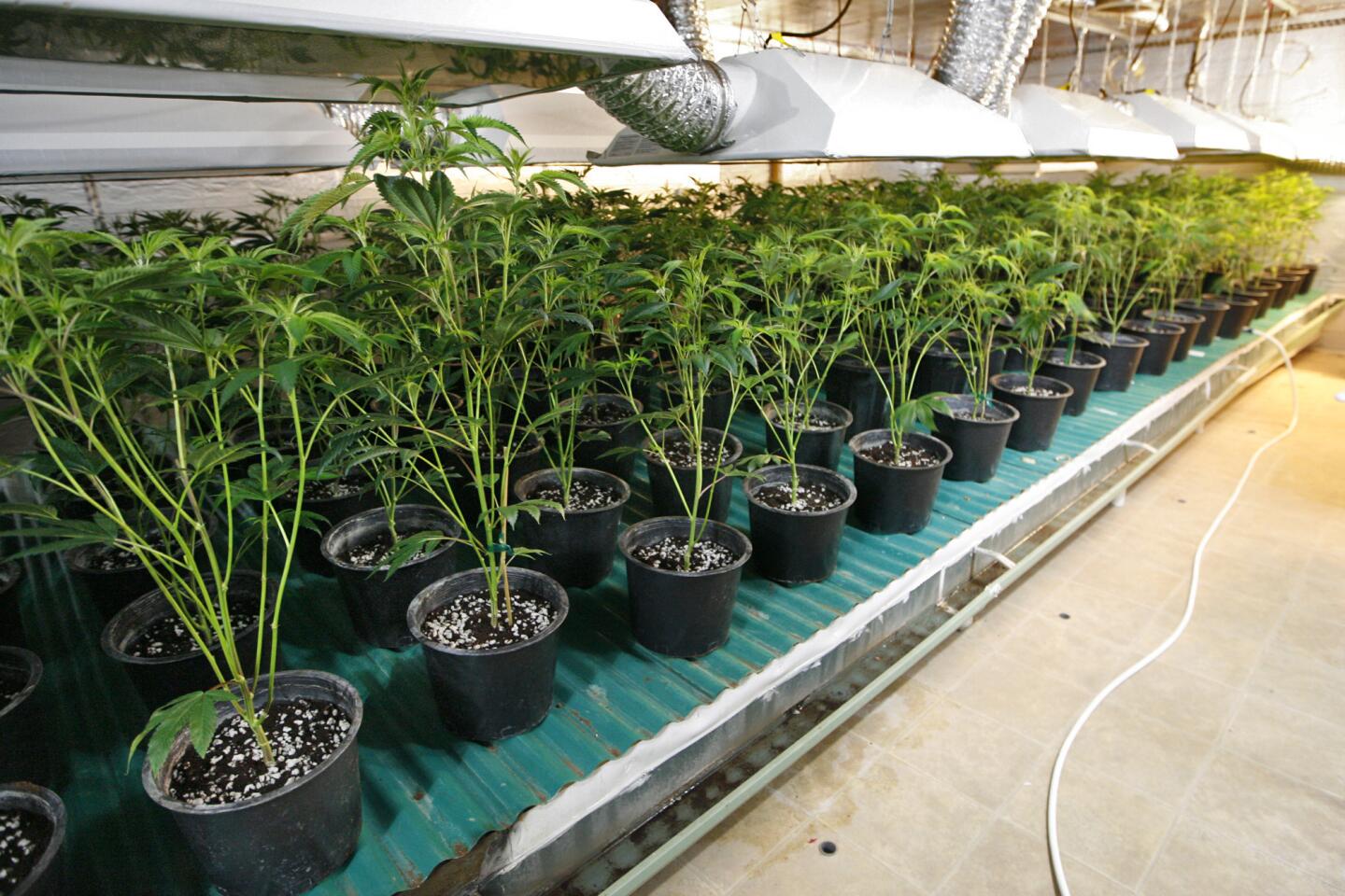 Photo Gallery: Pot growing operation busted
