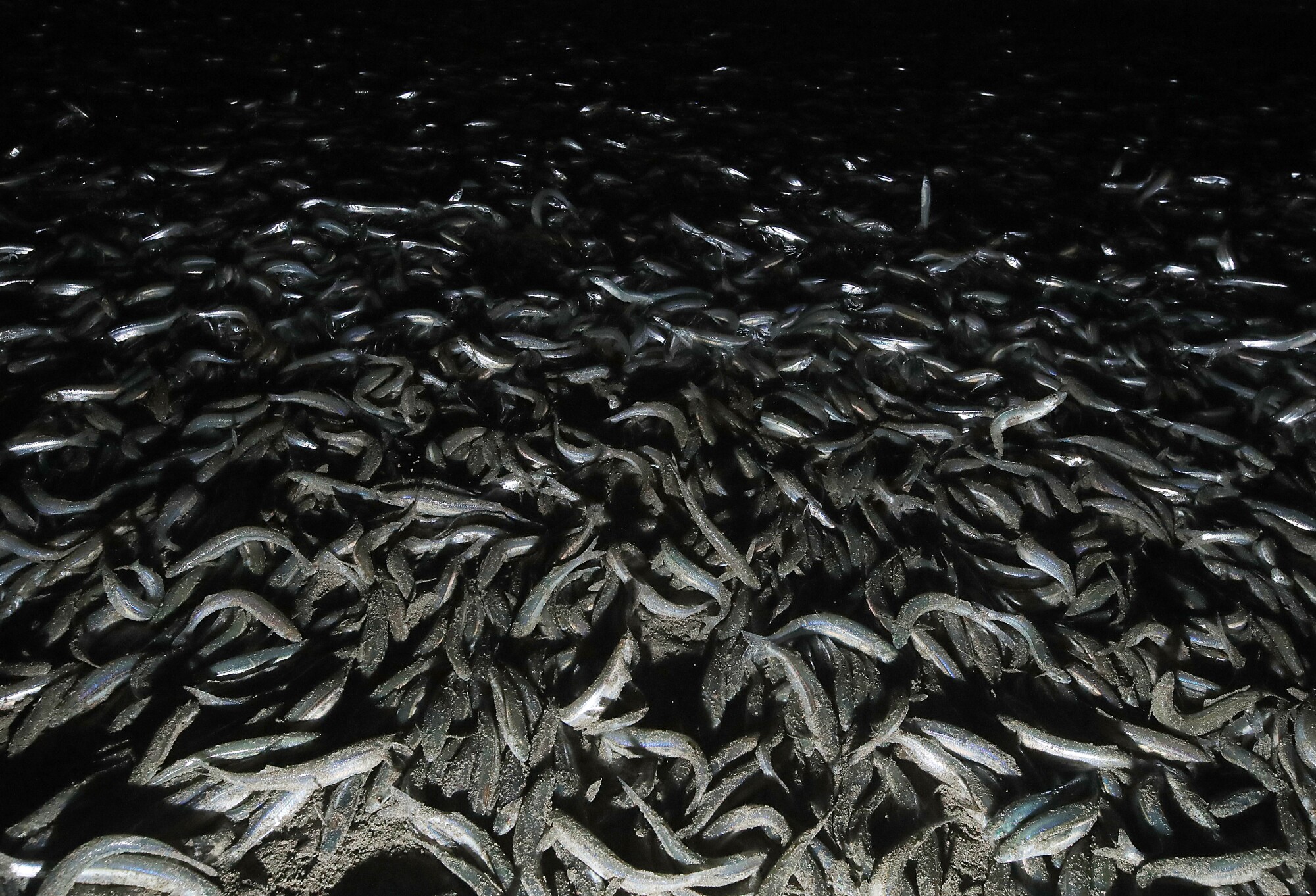 A lot of grunion washed ashore