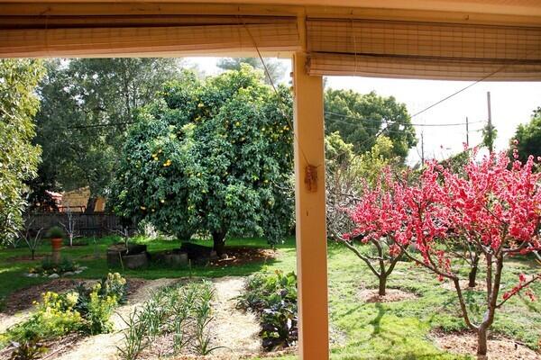 Urban homesteading has taken off in Altadena. A view from the home of Kazi Pitelka shows her garden, nearly an acre long and featuring Red Baron and Donut Peach trees, large grapefruit tree and herbs.