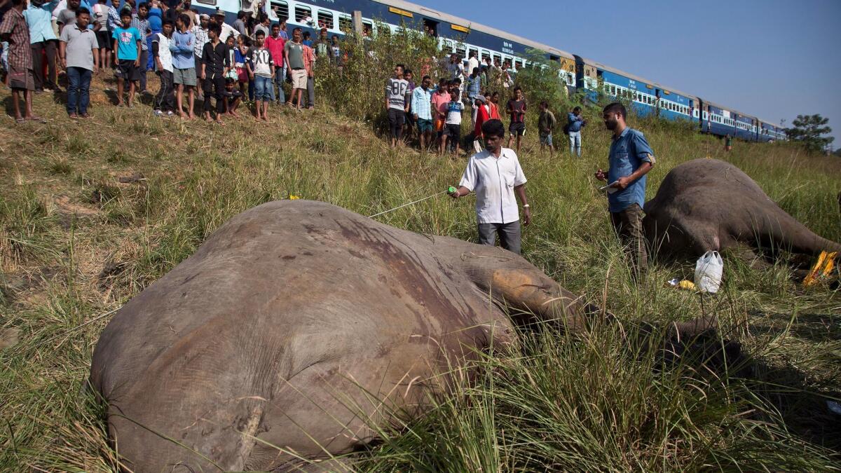 A passenger train passes as Indian veterinarians measure the carcasses of two elephants that were hit and killed by a train near Gauhati, India.