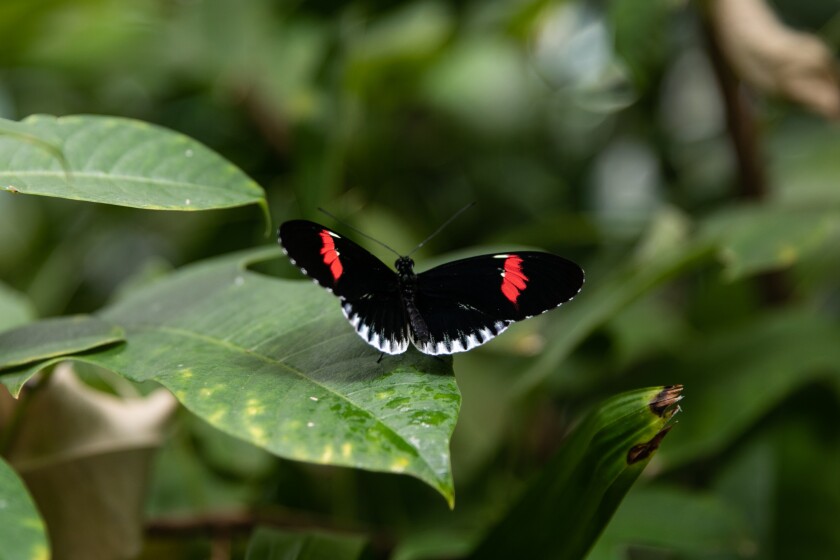 Una mariposa con alas negras y una mancha roja se sienta sobre una hoja.