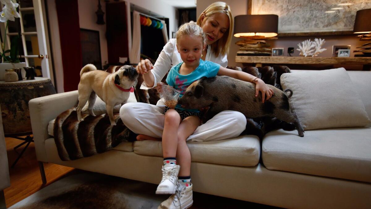 Hollywood stylist Tara Swennen and her daughter, Jordan, 5, with their pig Sprinkles and pug Pepper at their home in Studio City.