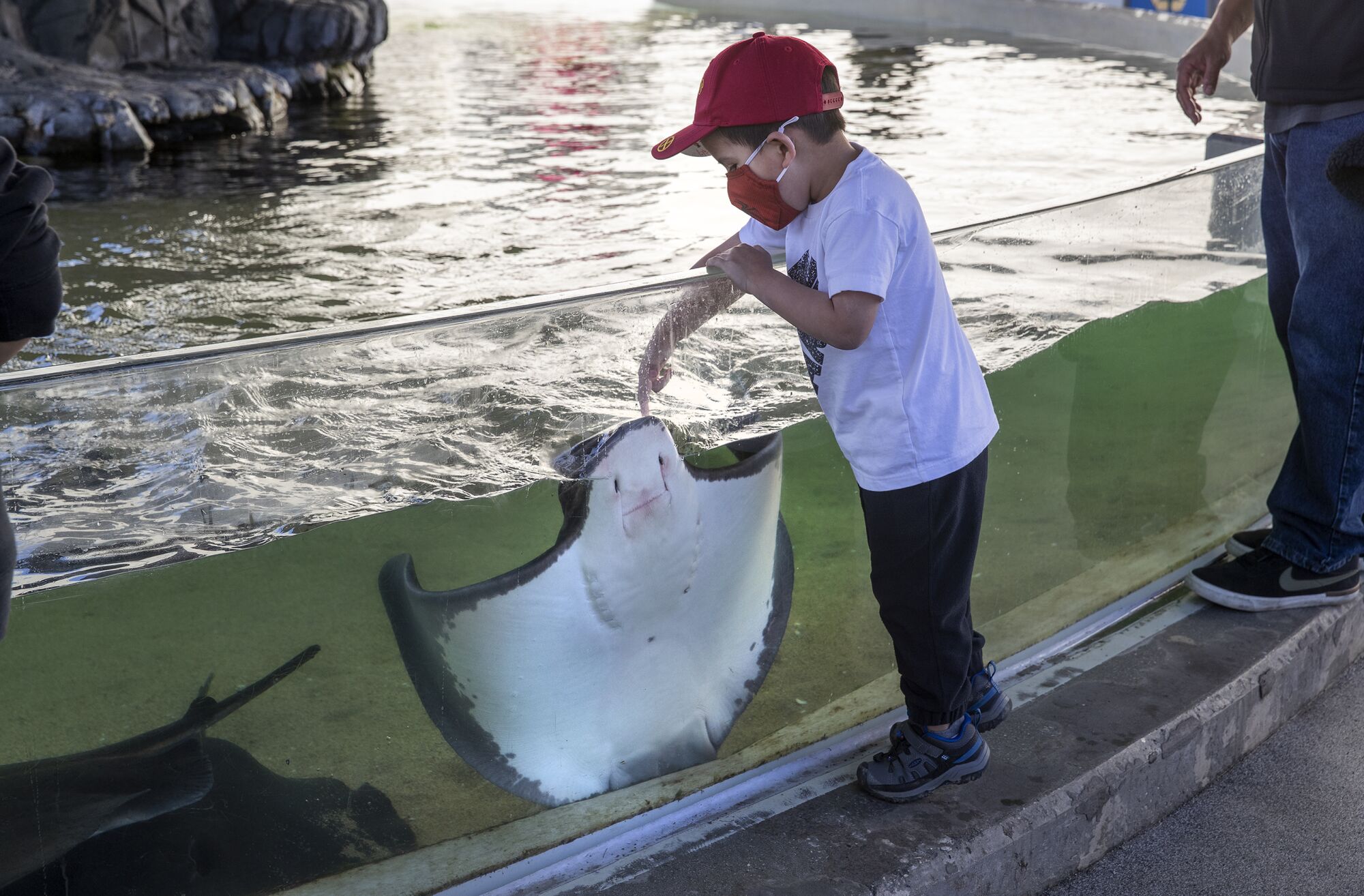 A boy reaches over a glass enclosure to touch a bat ray 