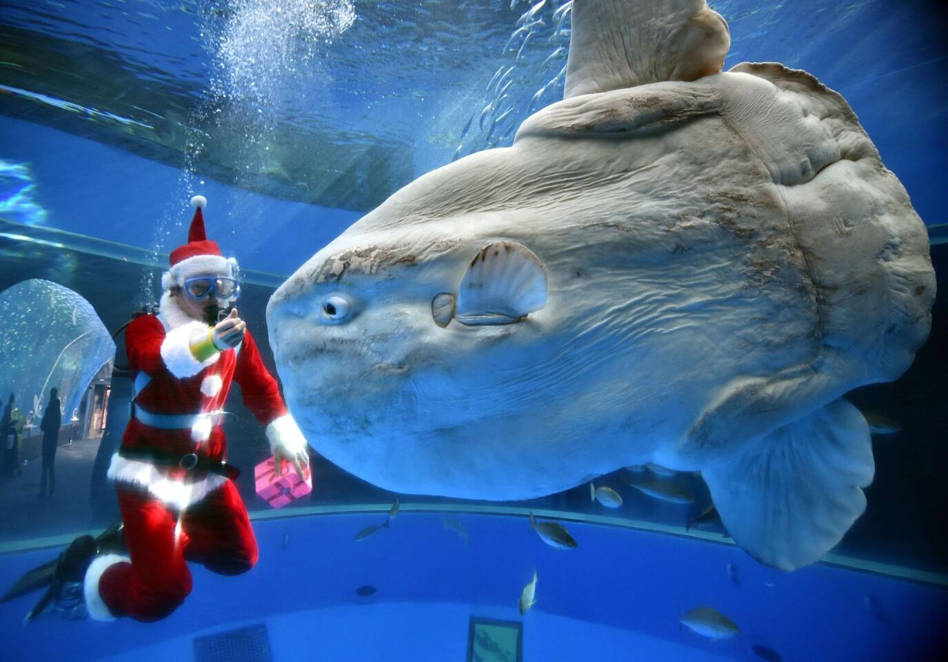 Santa's big fish story? A diver Santa Claus in Japan feeds a sunfish to attract visitors to the Hakkeijima Sea Paradise aquarium in Yokohama outside Tokyo on Dec.17