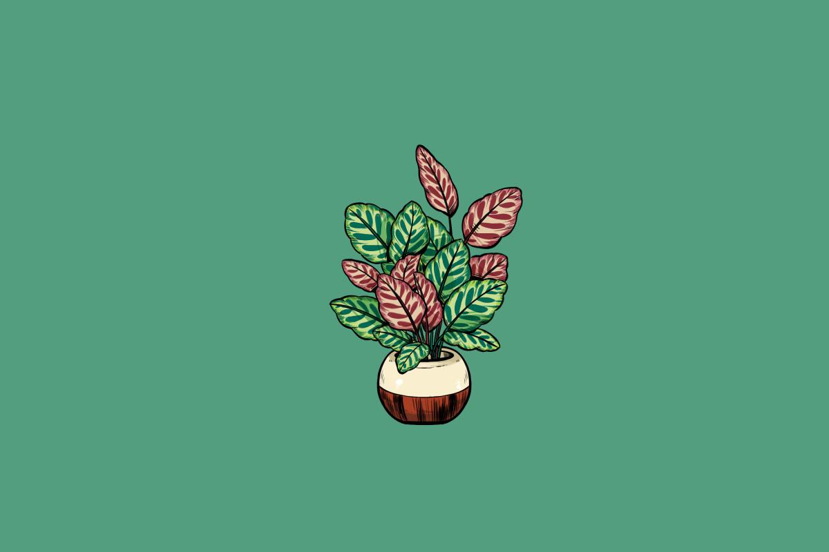 Rose-painted calathea.