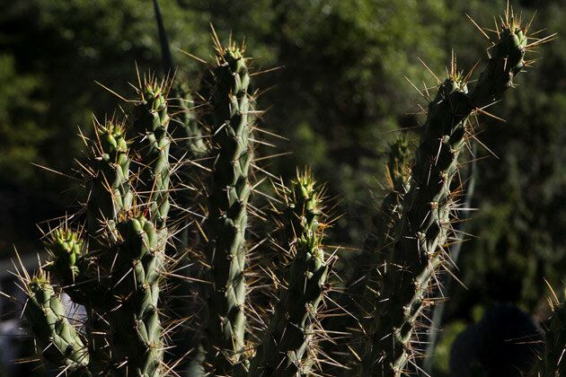 Park Nobel's cactus garden