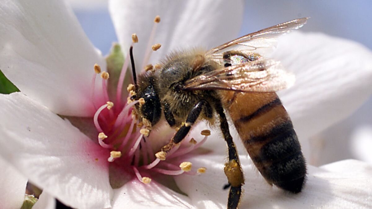 A honeybee works on an almond blossom on a farm south of Fresno.