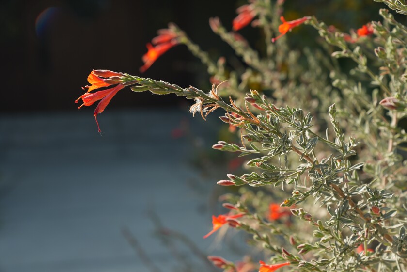 पत्तेदार शाखा जिसके सिरे पर नारंगी रंग का फूल होता है