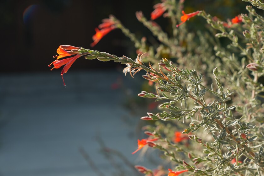 Leafy branch with orange flower at the end