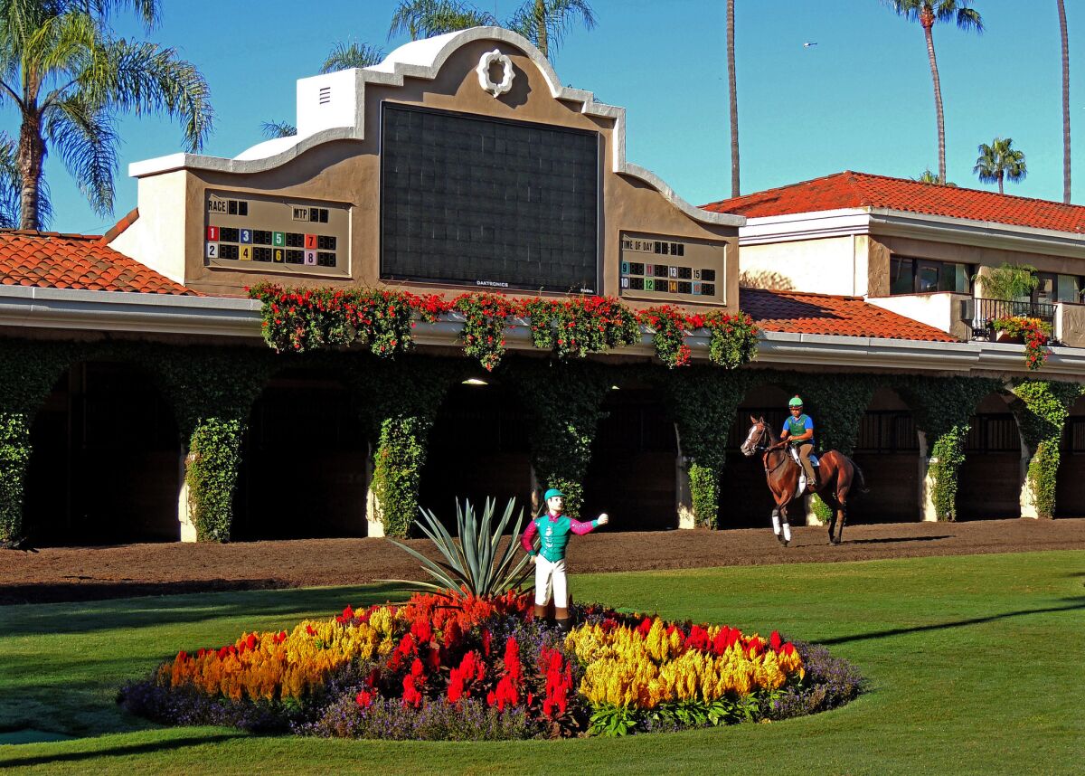 A horse is exercised in the paddock at Del Mar racetrack.