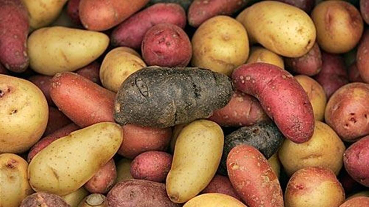 New potatoes. Many people generically refer to any small potato as "new," but there's a lot more to it than that: Truly new potatoes are those that have been freshly dug and brought to market without curing.