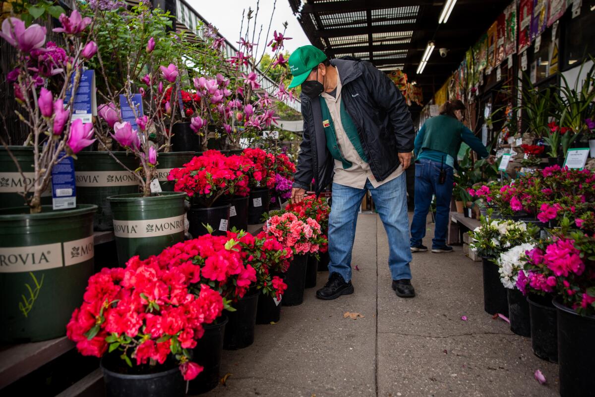 An employee looks at potted azaleas.