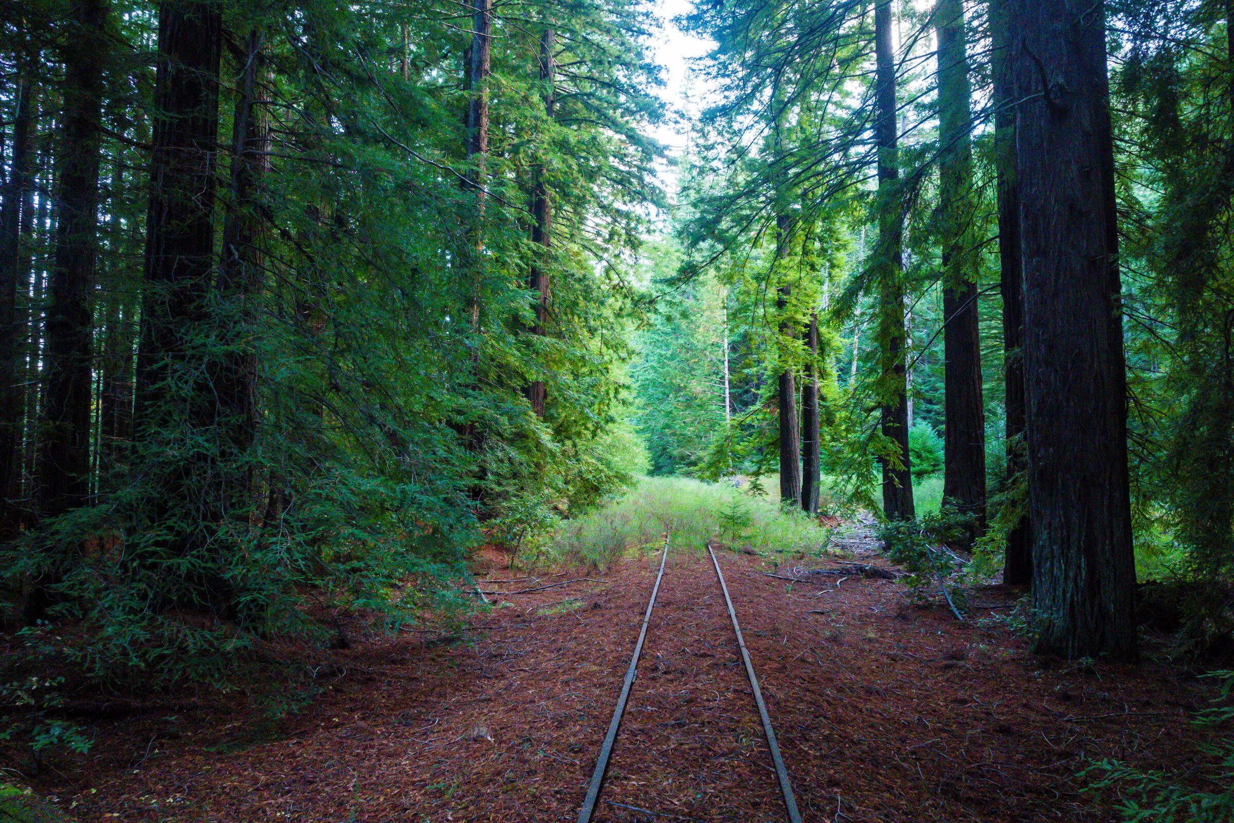 Scenery along the future trail includes tall coast redwoods