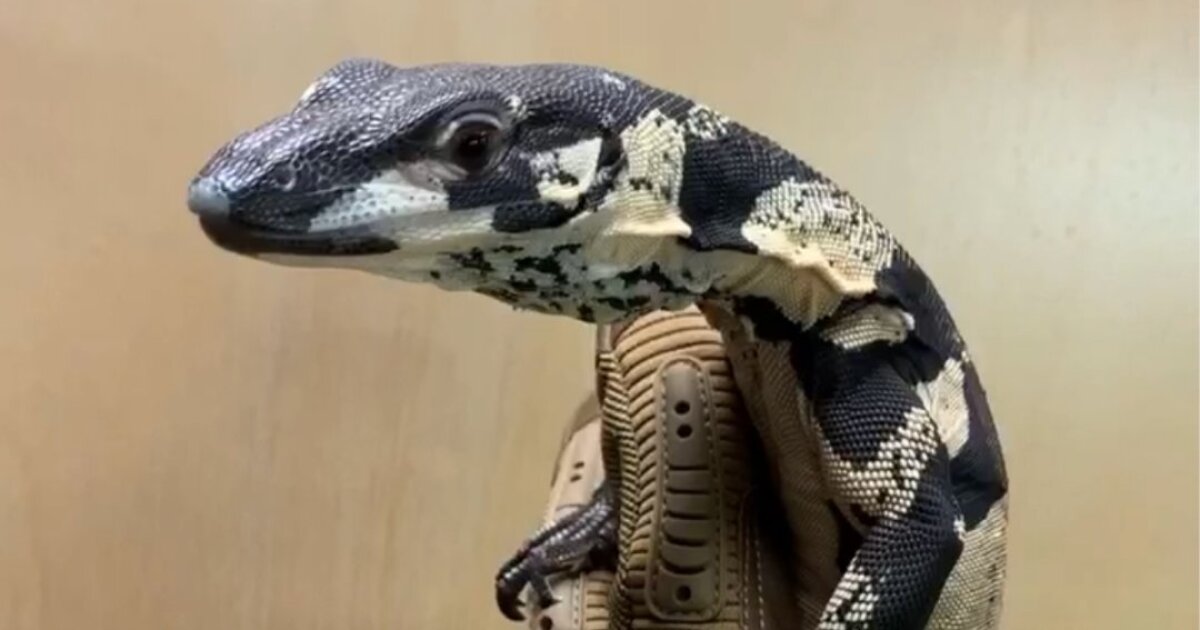 Long Beach Police Recover Lizards Stolen From Reptile Store Los Angeles Times