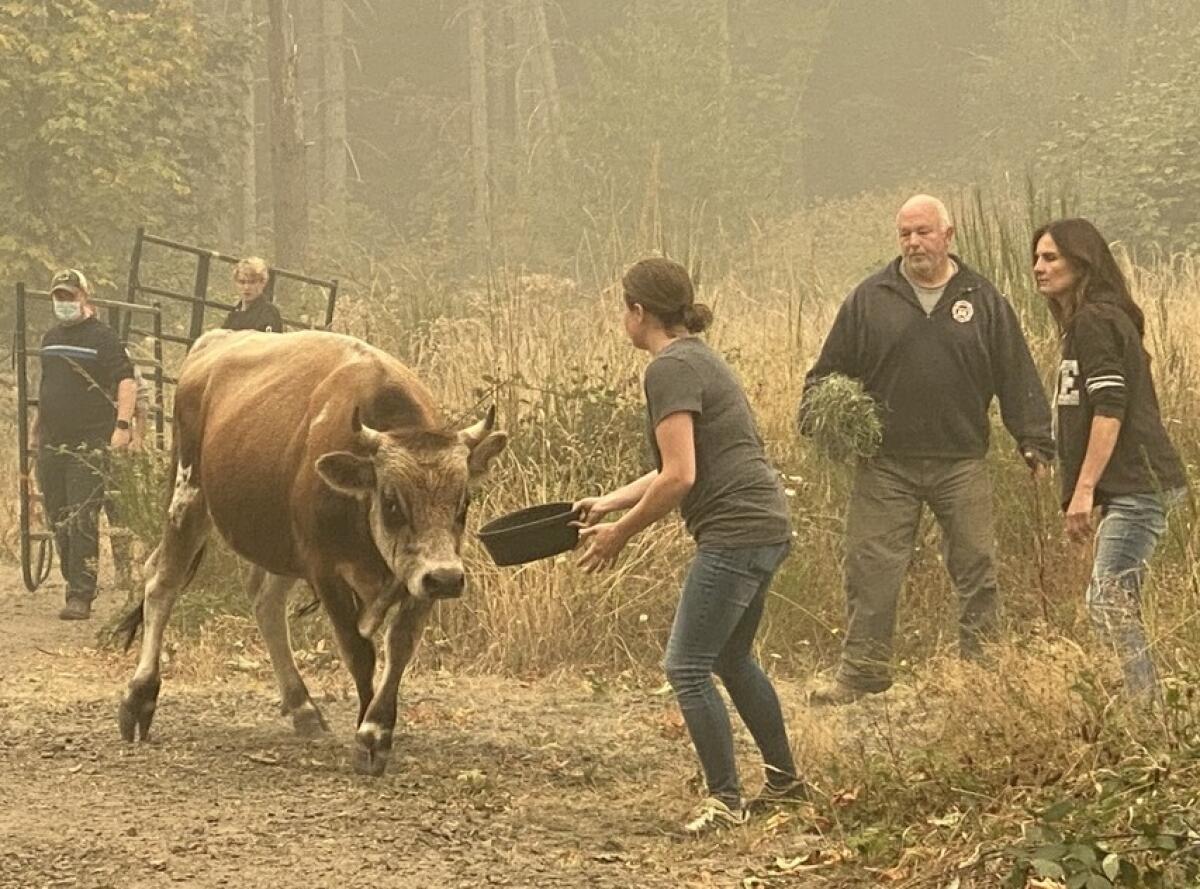 Animal rescuers coax a bull to safety as a wildfire advances near Molalla, Ore.