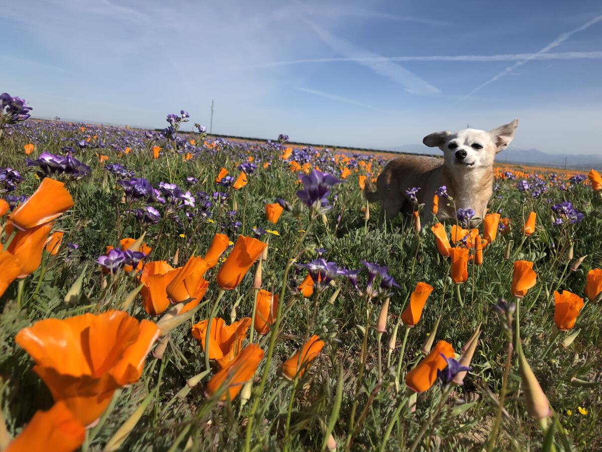 A dog jumps through the poppy fields of the Antelope Valley
