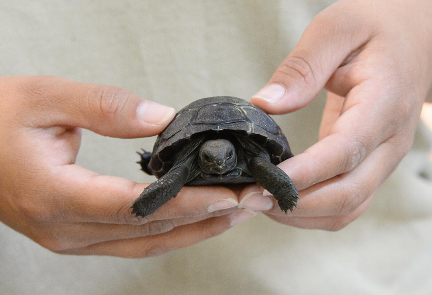 A month-old Galapagos tortoise is held by a zookeeper June 21, 2016, at the Gladys Porter Zoo in Brownsville, Texas. The zoo is currently waiting for several more eggs to hatch, incubating many to encourage the birth of females in order to help sustain the endangered species.