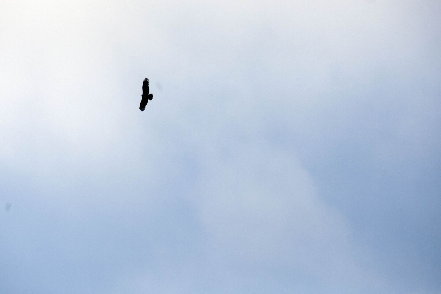A hawk flies above Solstice Canyon. If you hear squawks, look into the canyon for the bright green flash of wild parrots.