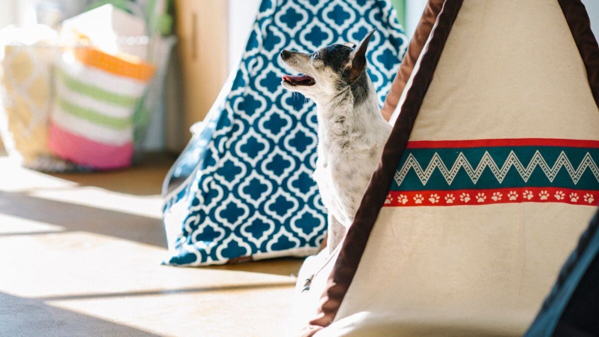 Teepee (P.L.A.Y. Pet Lifestyle And You)
